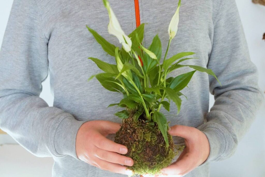 kula mchu Kokedama